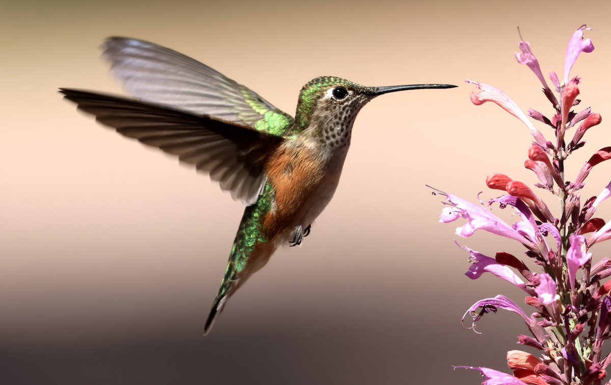 Rufous Hummingbird - ML622629124