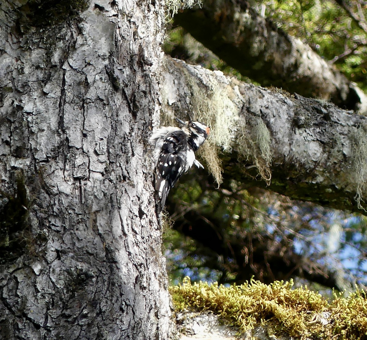 Downy Woodpecker - ML622629132