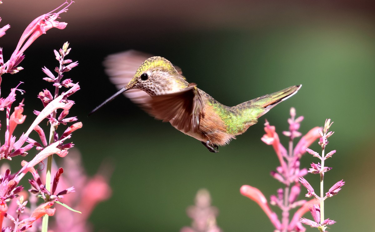 Broad-tailed Hummingbird - ML622629173