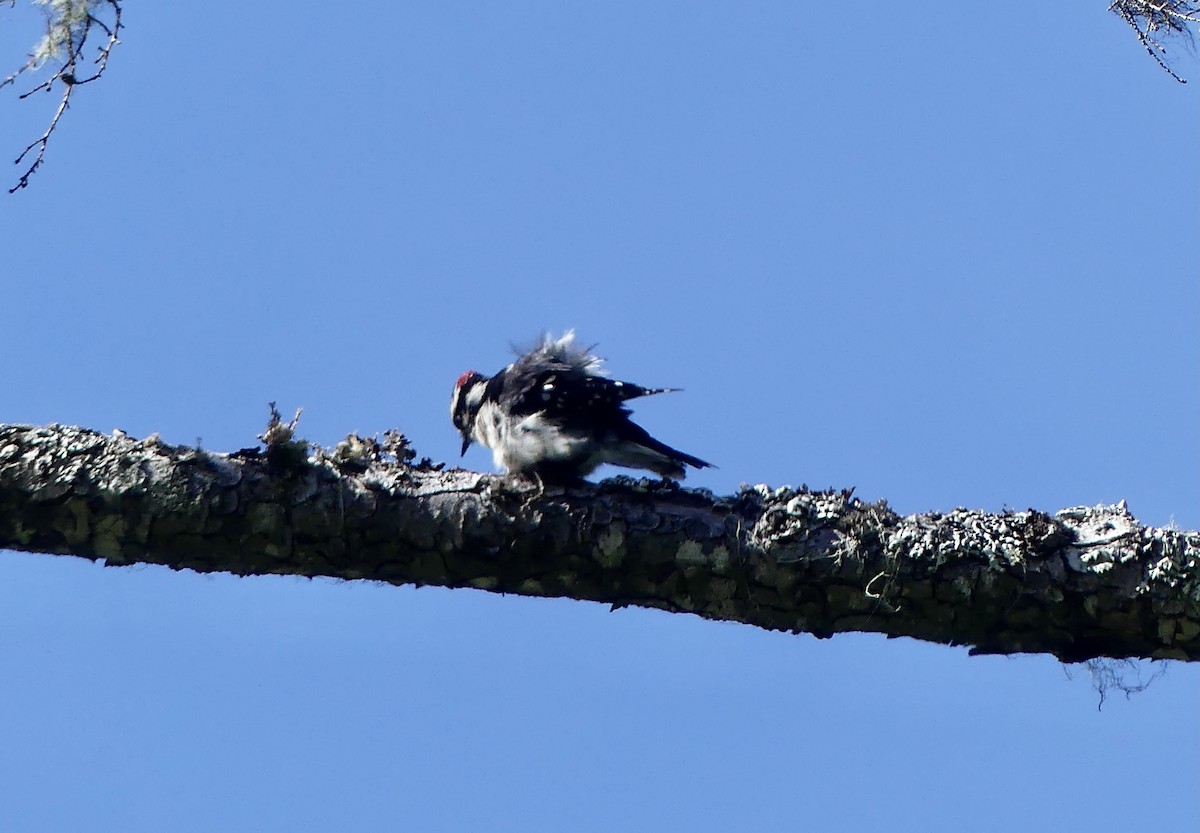 Downy Woodpecker - ML622629175