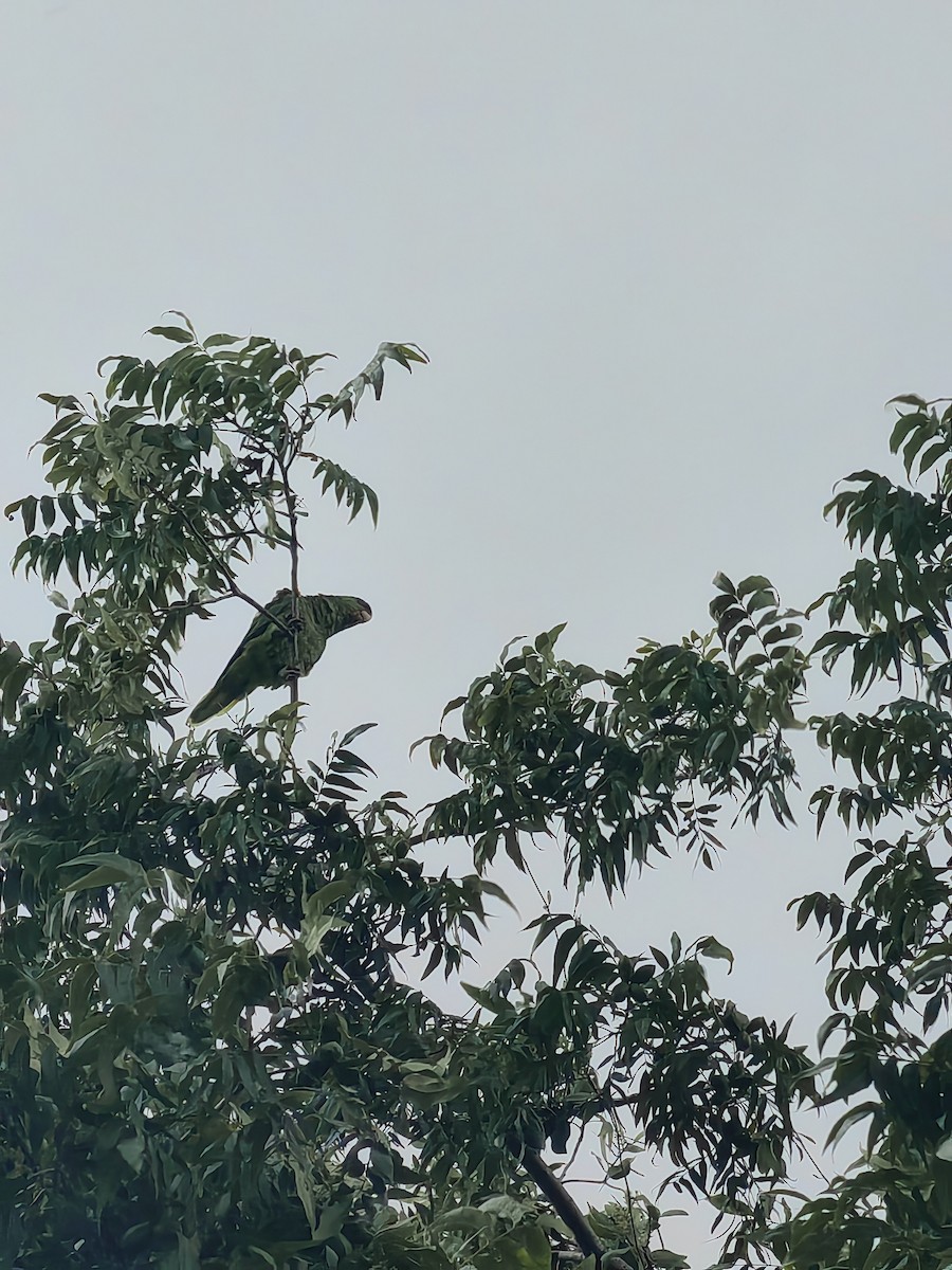 Lilac-crowned Parrot - ML622629251