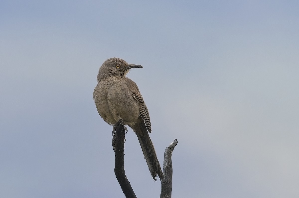 Curve-billed Thrasher - ML622629318