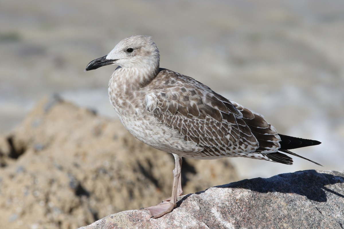 Caspian Gull - ML622629435