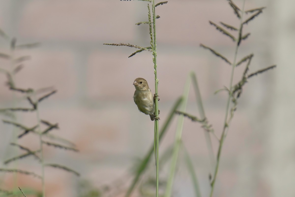 Chestnut-throated Seedeater - ML622629537