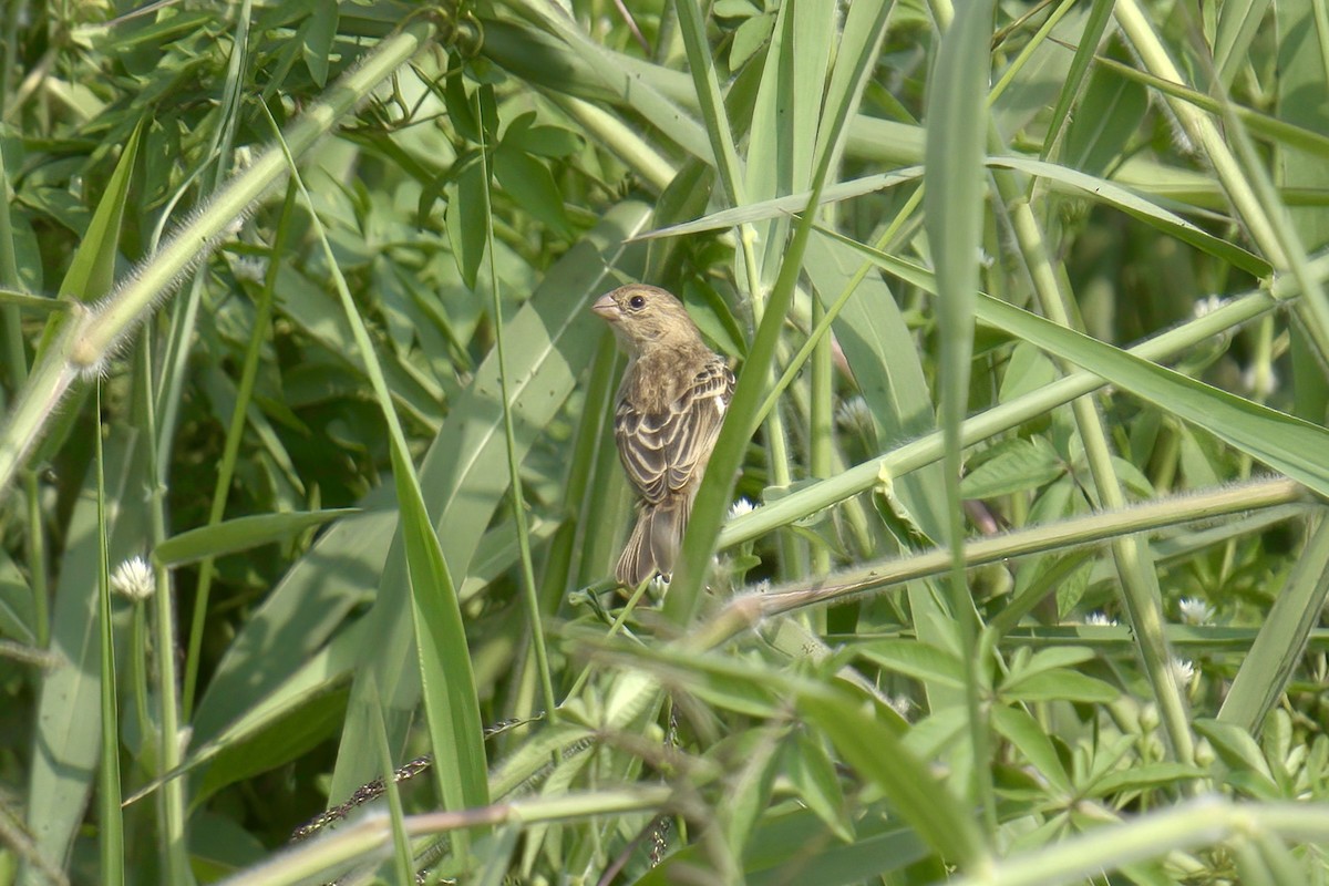 Chestnut-throated Seedeater - ML622629538