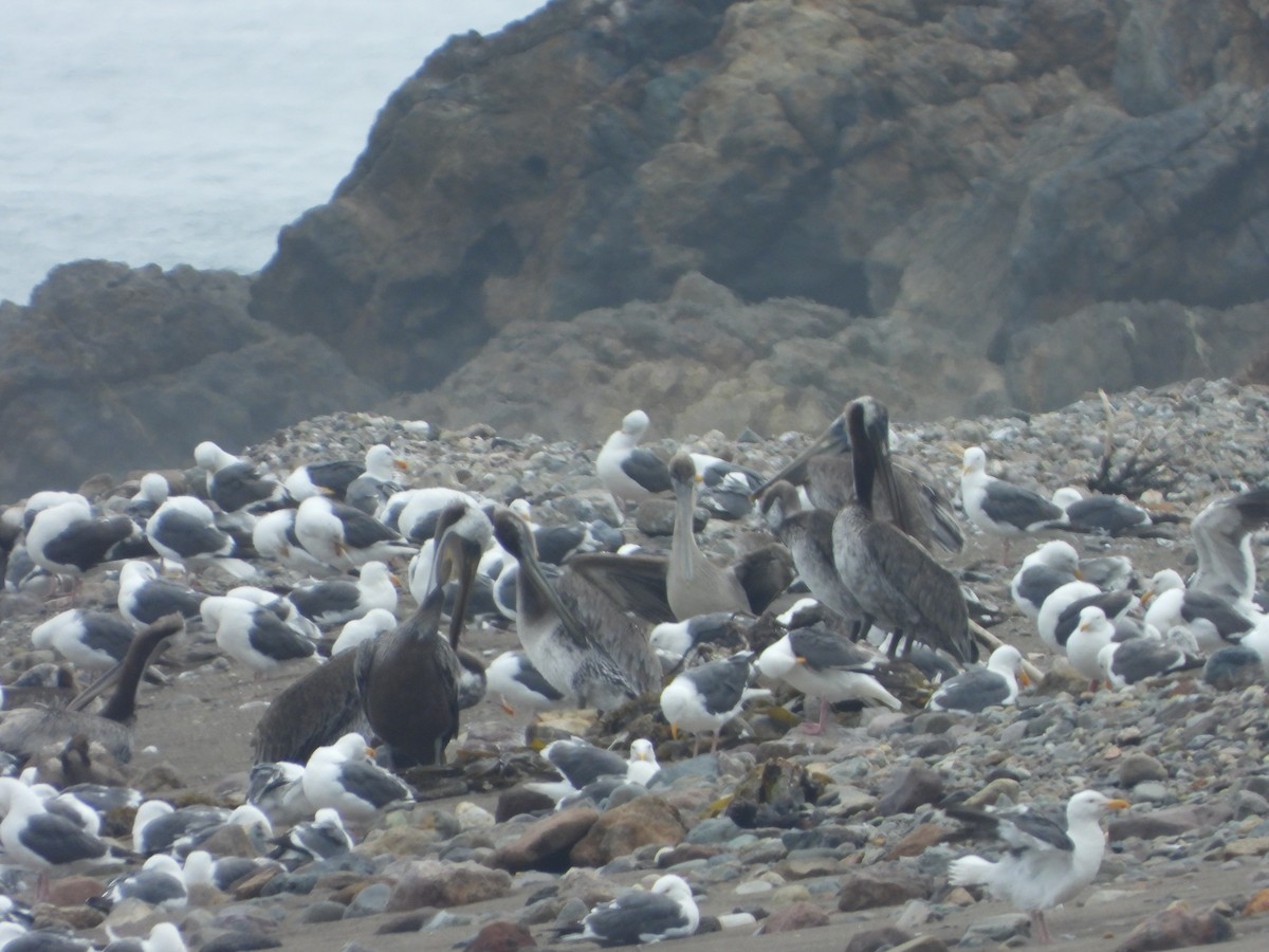 Brown Pelican - ML622629549