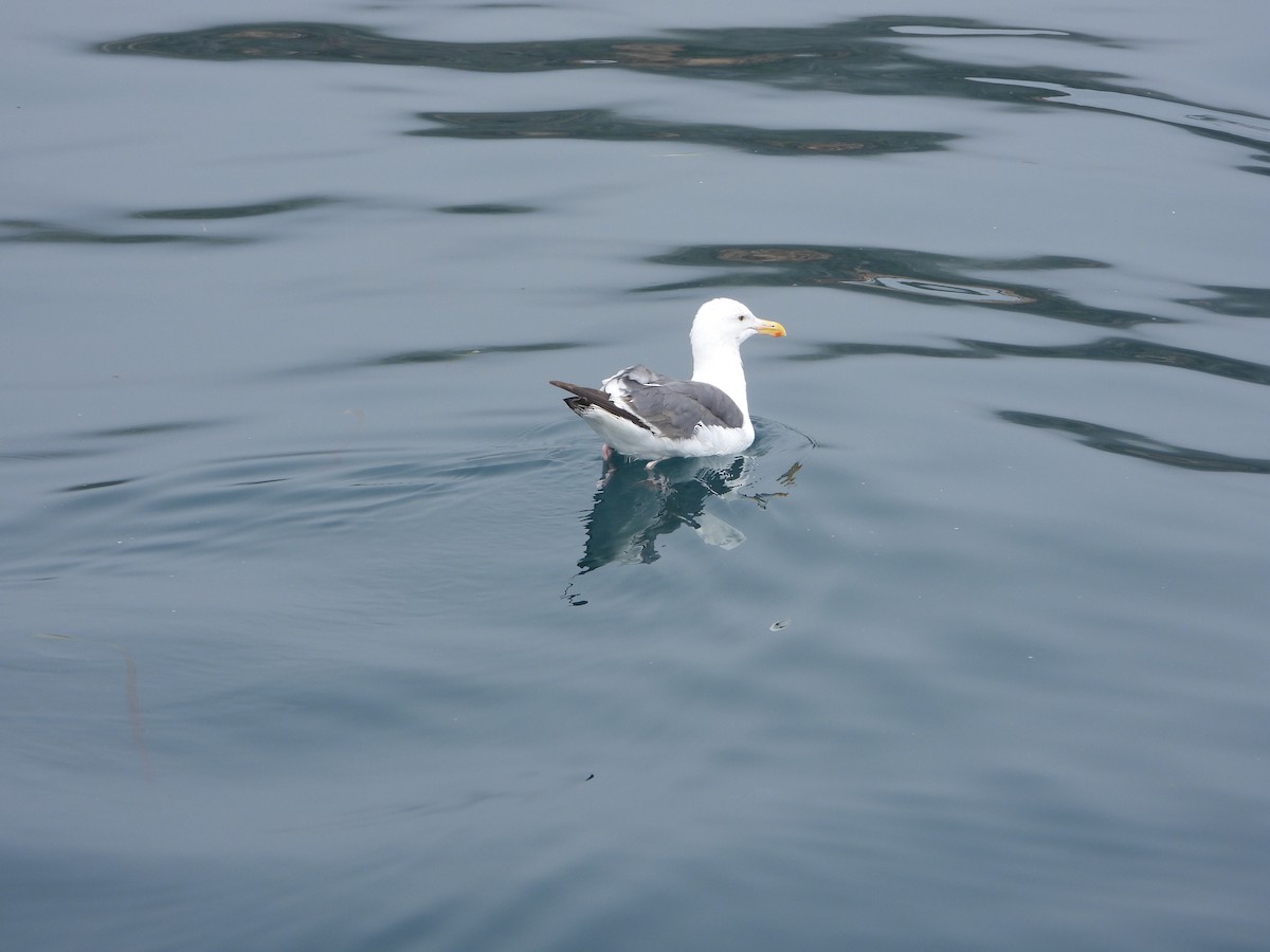 Western Gull - ML622629563