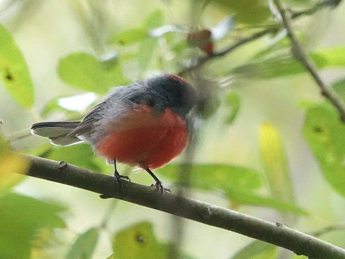 Slate-throated Redstart - ML622629570