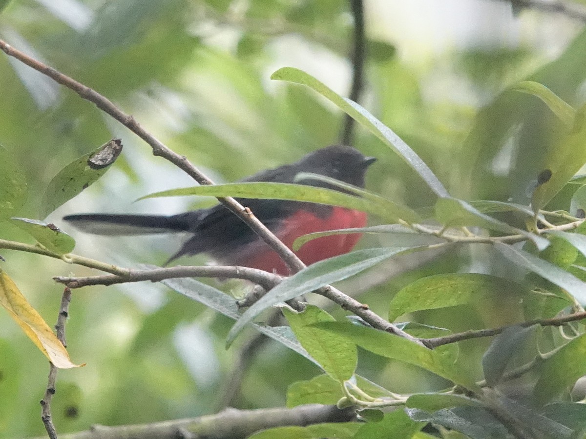 Slate-throated Redstart - ML622629626