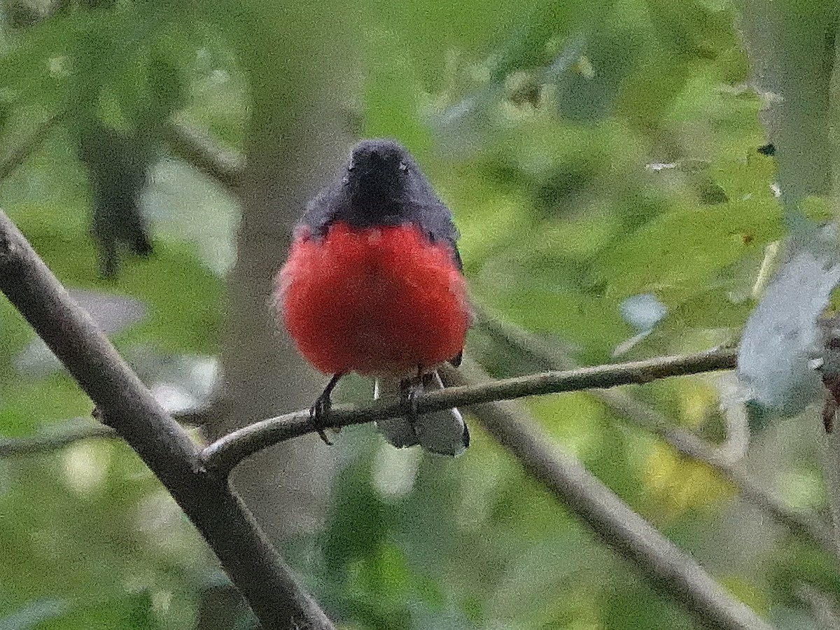 Slate-throated Redstart - ML622629651