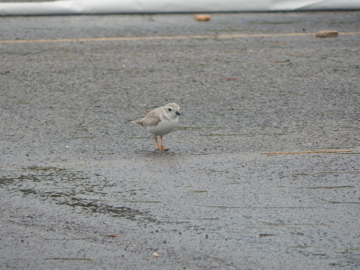 Piping Plover - ML622629705