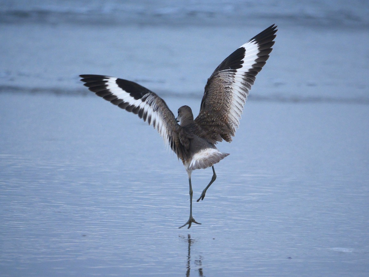 Willet - ML622629715