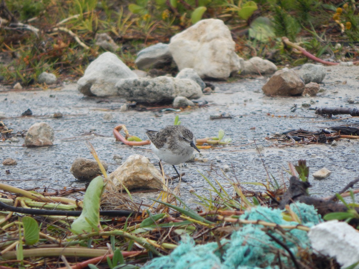 Semipalmated Sandpiper - ML622629718