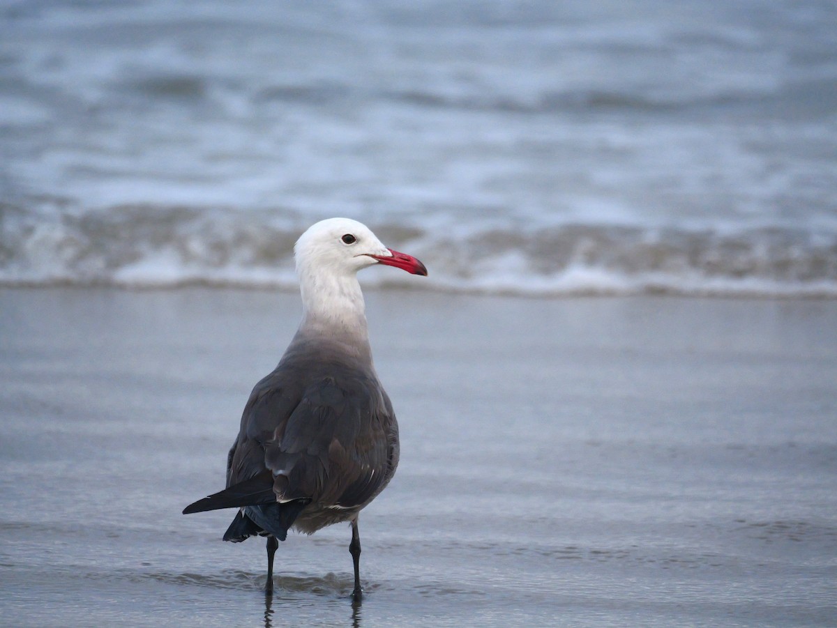 Heermann's Gull - ML622629785