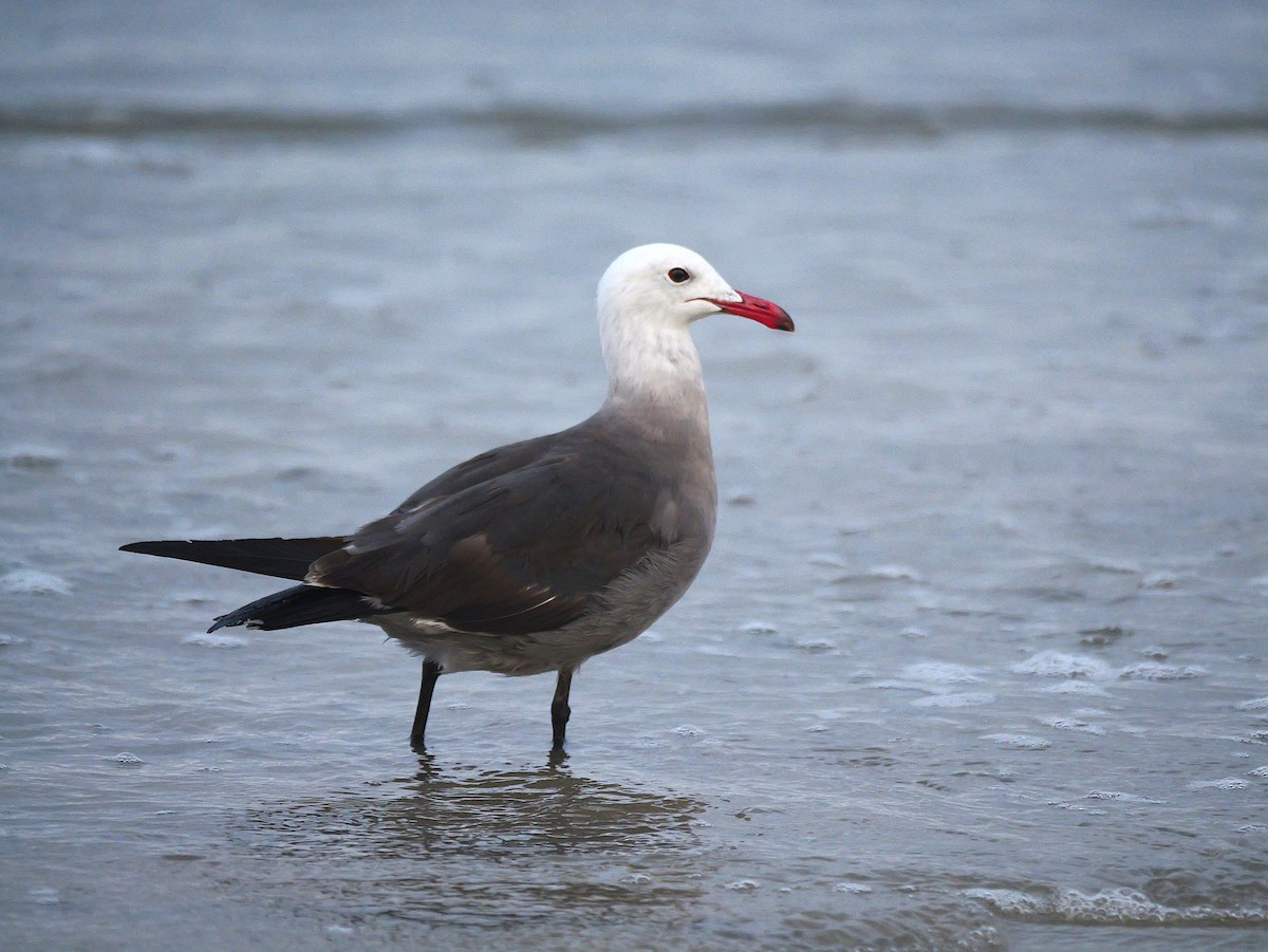 Heermann's Gull - ML622629786