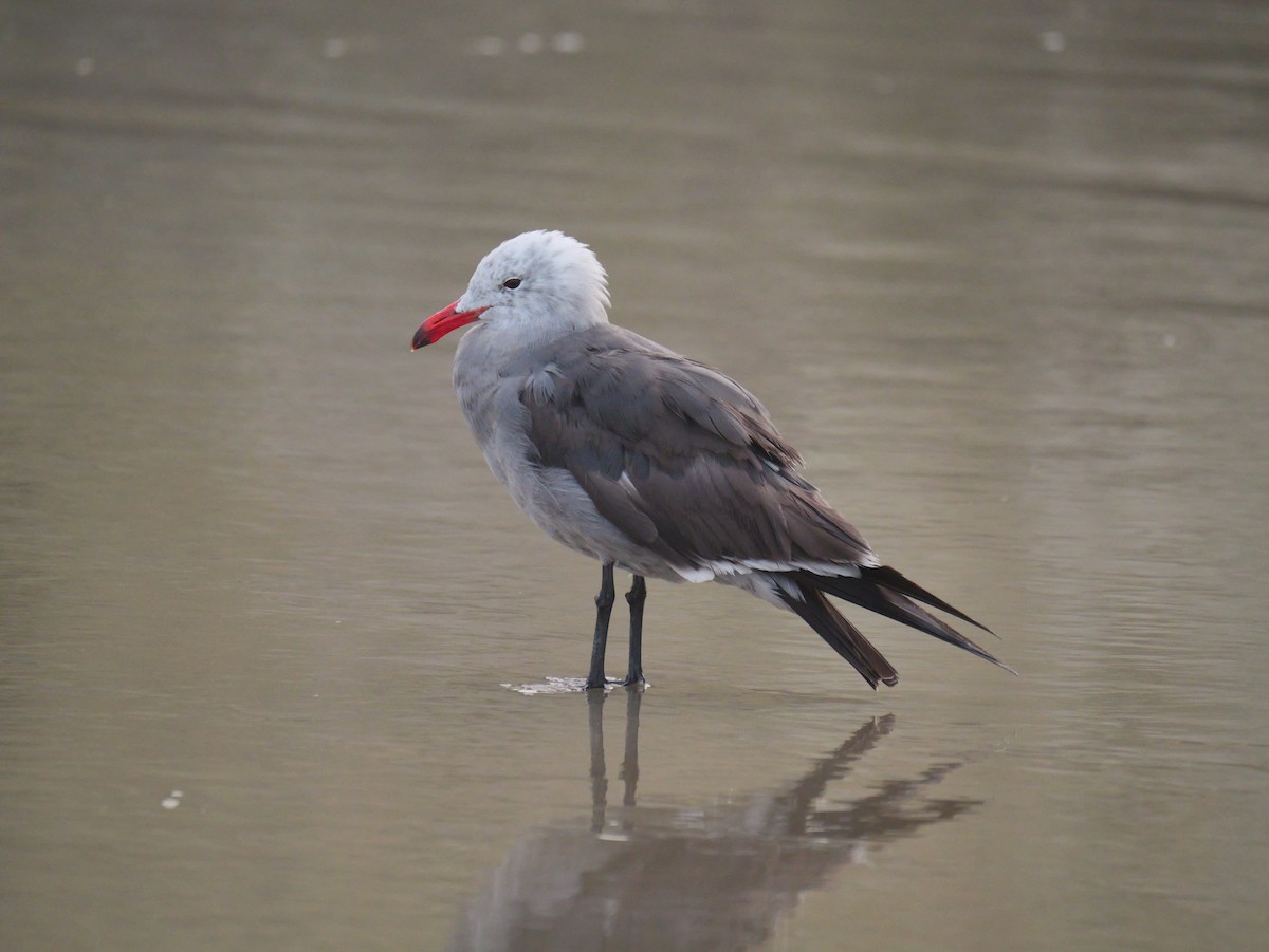 Heermann's Gull - ML622629787