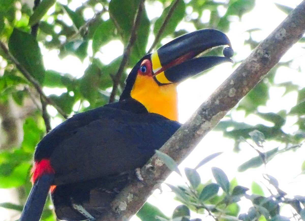 Channel-billed Toucan - ML622629799