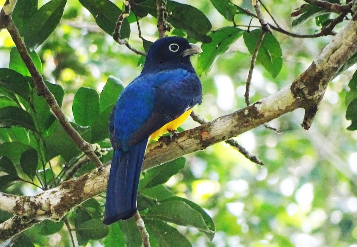 Green-backed Trogon - Bruno Neri Guia Birdwatching