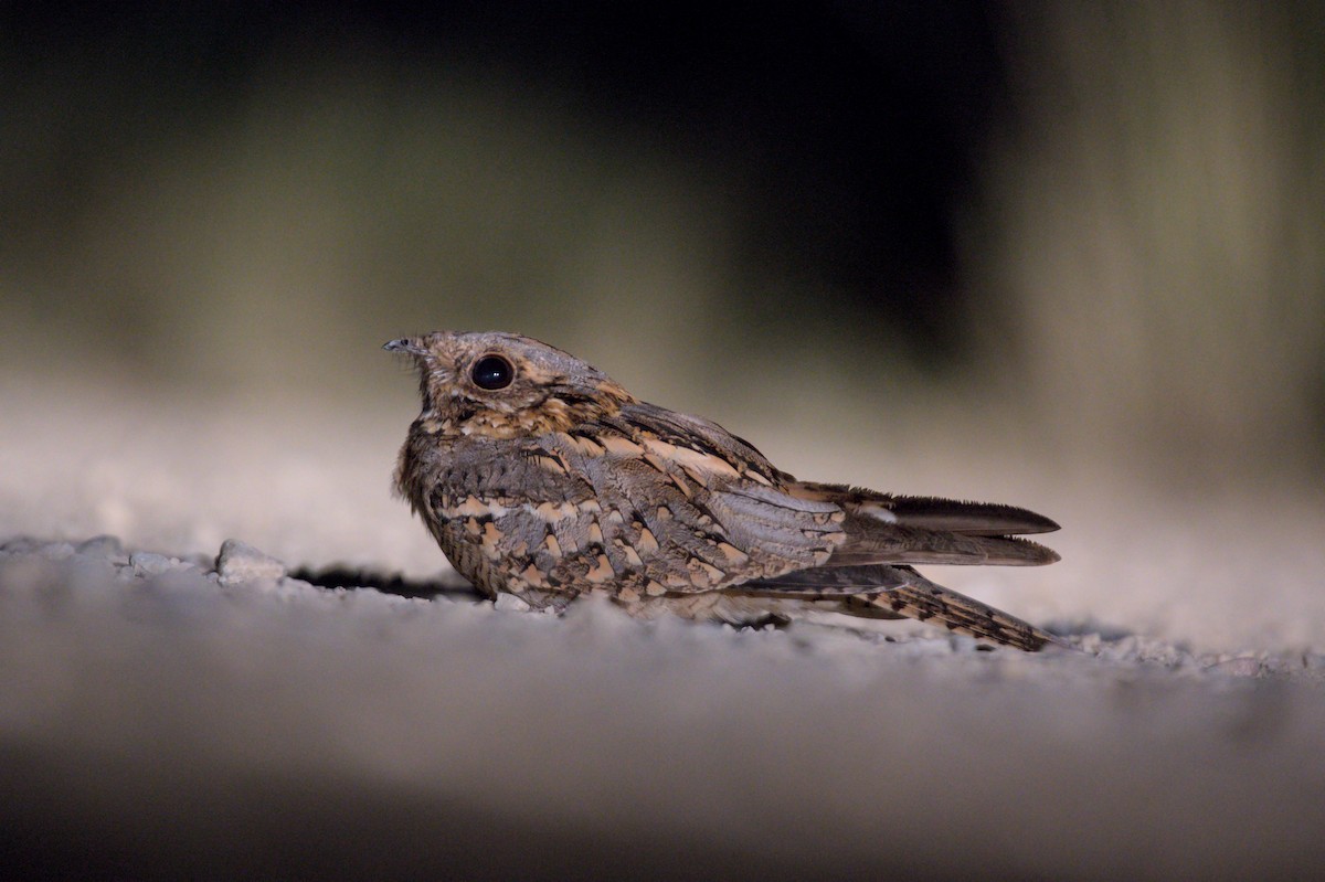 Red-necked Nightjar - Javier Pi Vallina