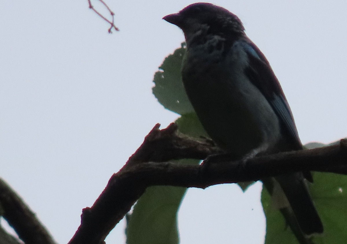 Azure-rumped Tanager - ML622629976