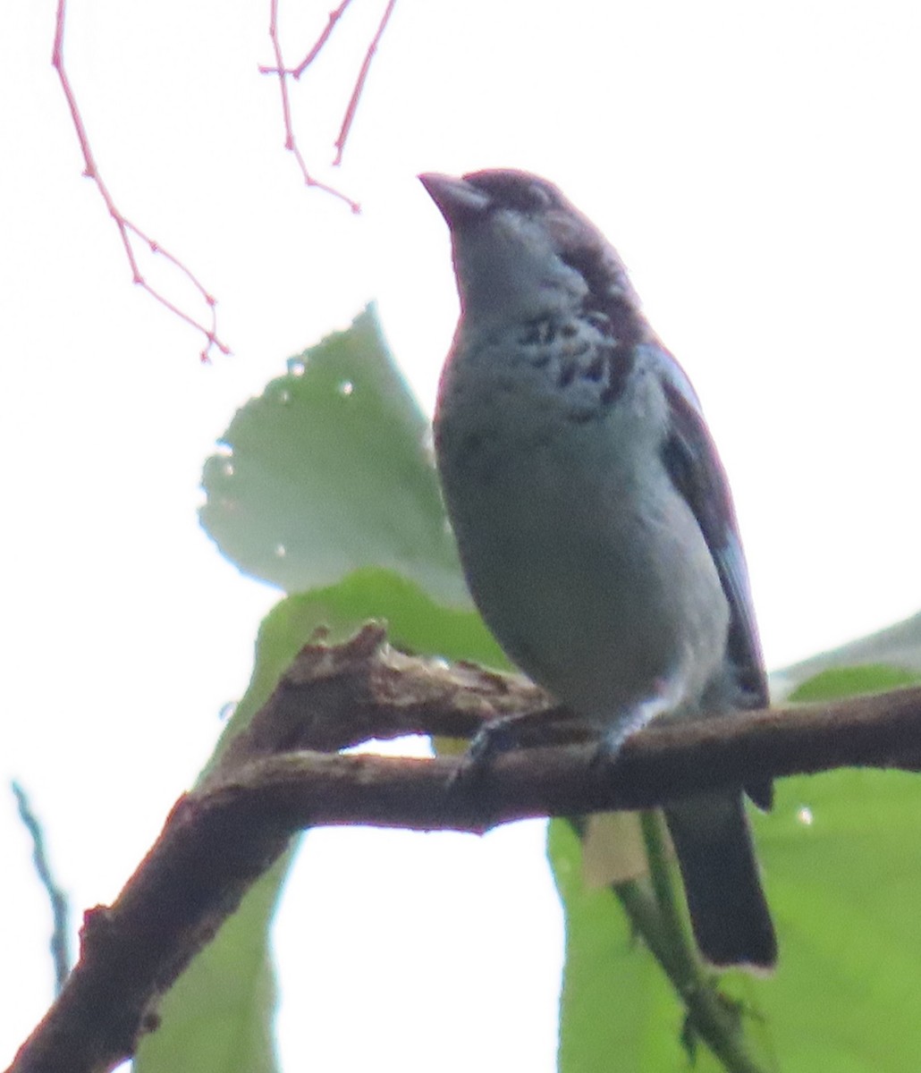 Azure-rumped Tanager - ML622629977