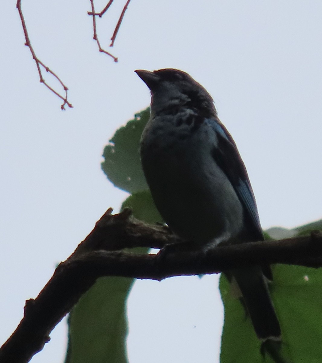 Azure-rumped Tanager - ML622629978