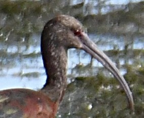 White-faced Ibis - ML622629990