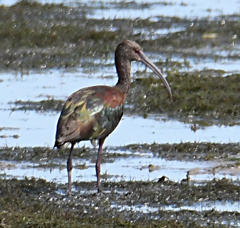 White-faced Ibis - ML622629991