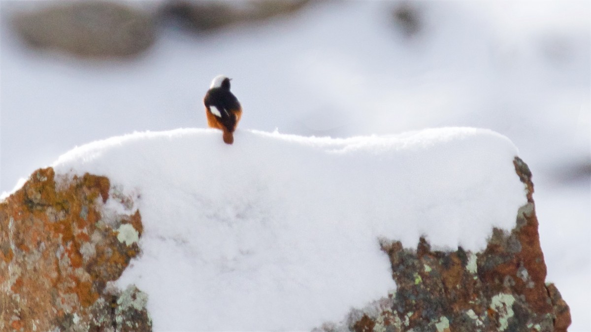 White-winged Redstart - ML622630010