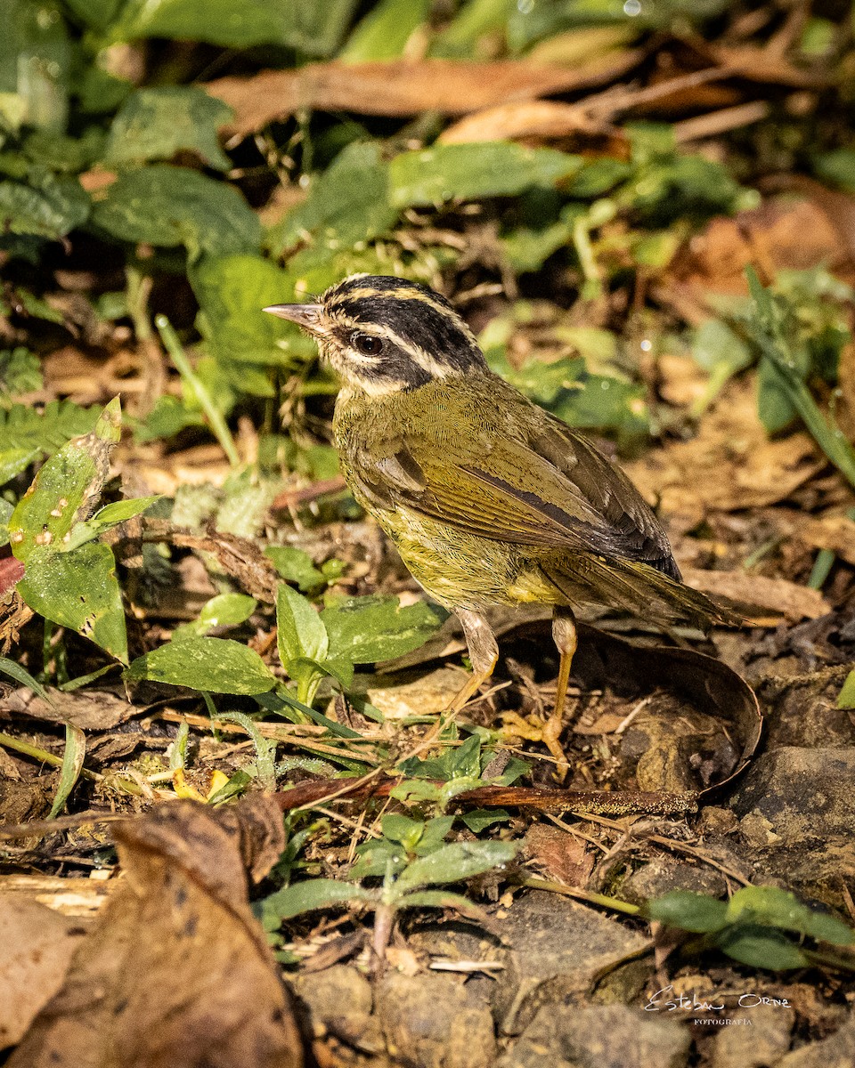 Three-striped Warbler - ML622630300