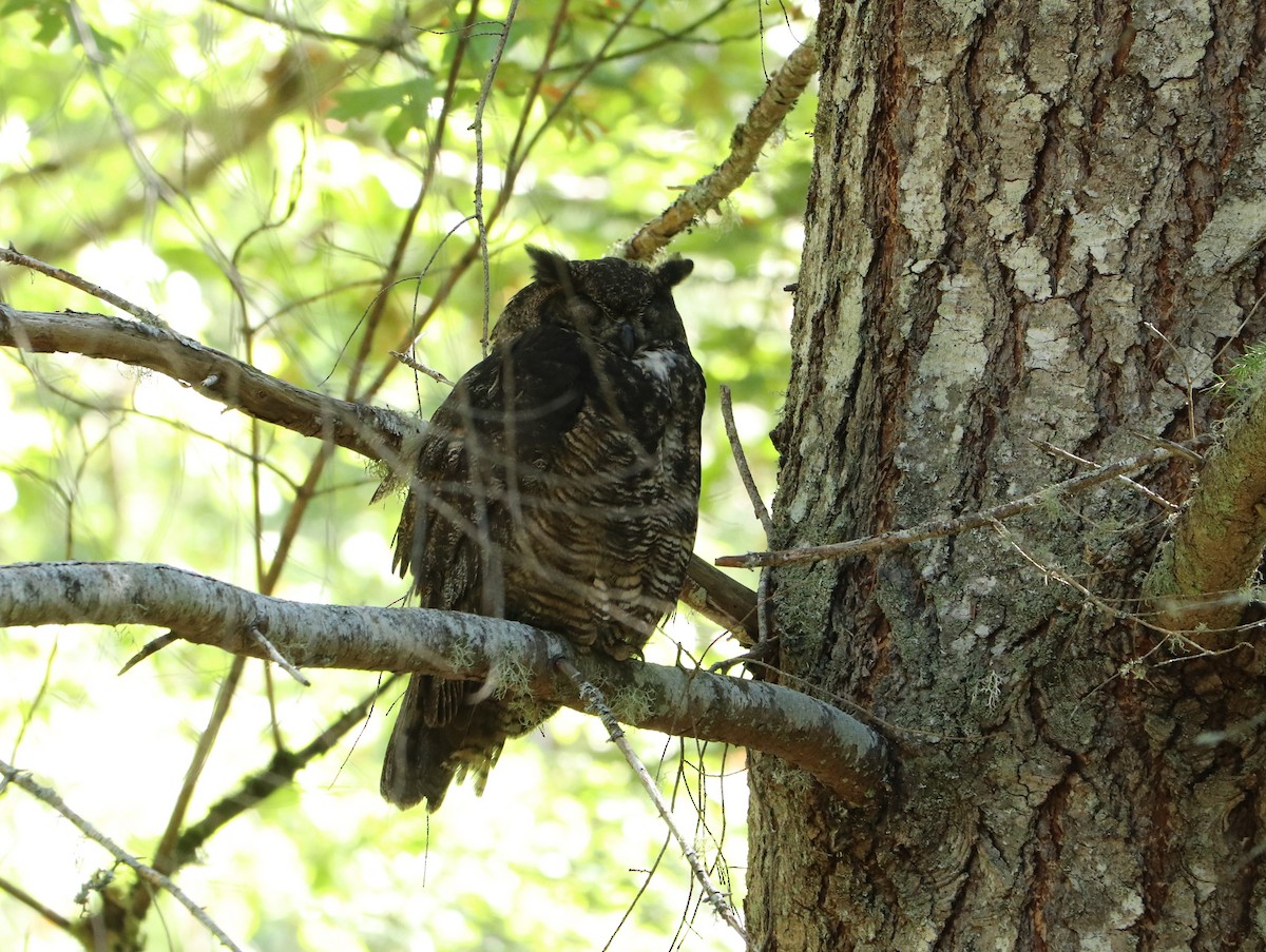 Great Horned Owl - Sheila Norton