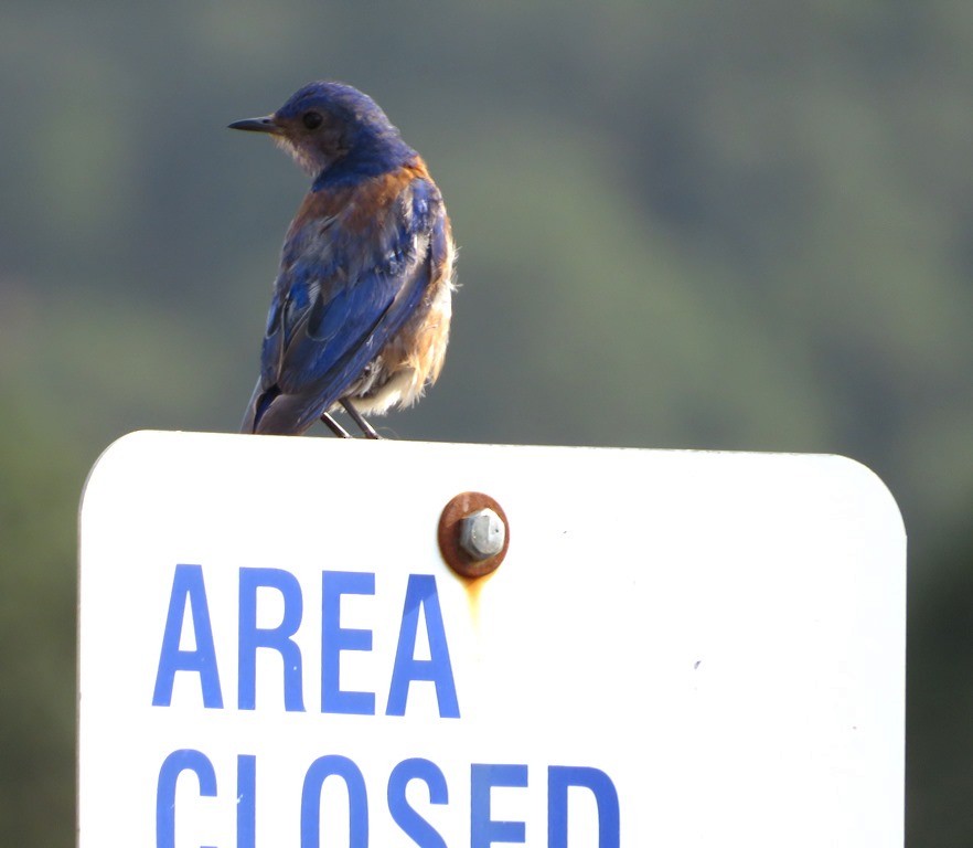 Western Bluebird - ML622630370