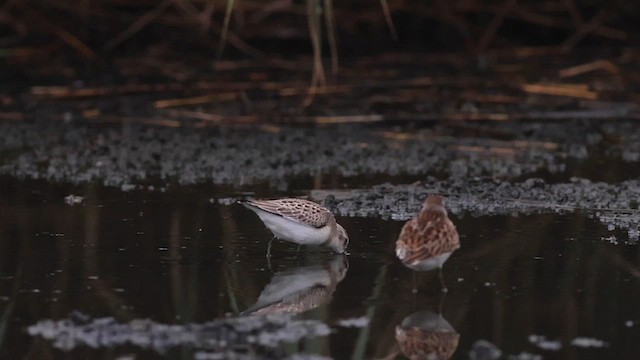 Semipalmated Sandpiper - ML622630383