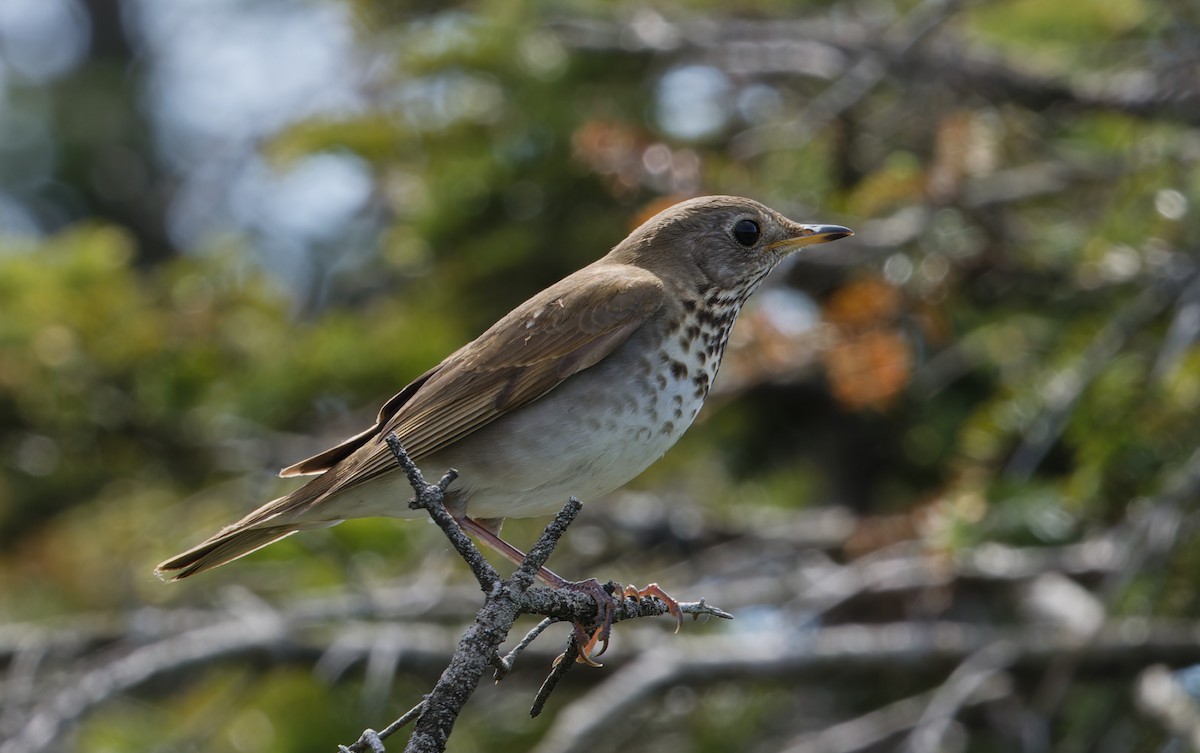 Bicknell's Thrush - ML622630475