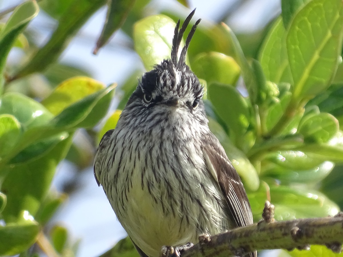 Tufted Tit-Tyrant - ML622630540