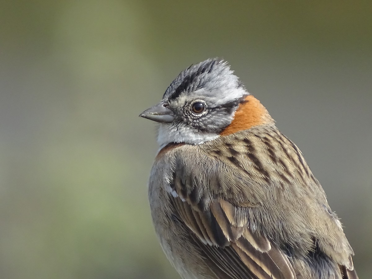 Rufous-collared Sparrow - José Ignacio Catalán Ruiz