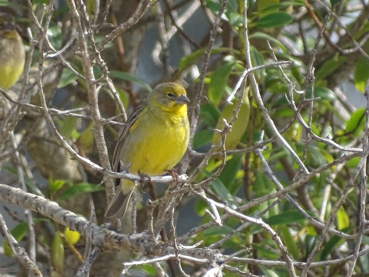 Grassland Yellow-Finch - ML622630553