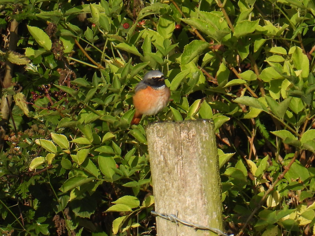 Rougequeue à front blanc - ML622630557