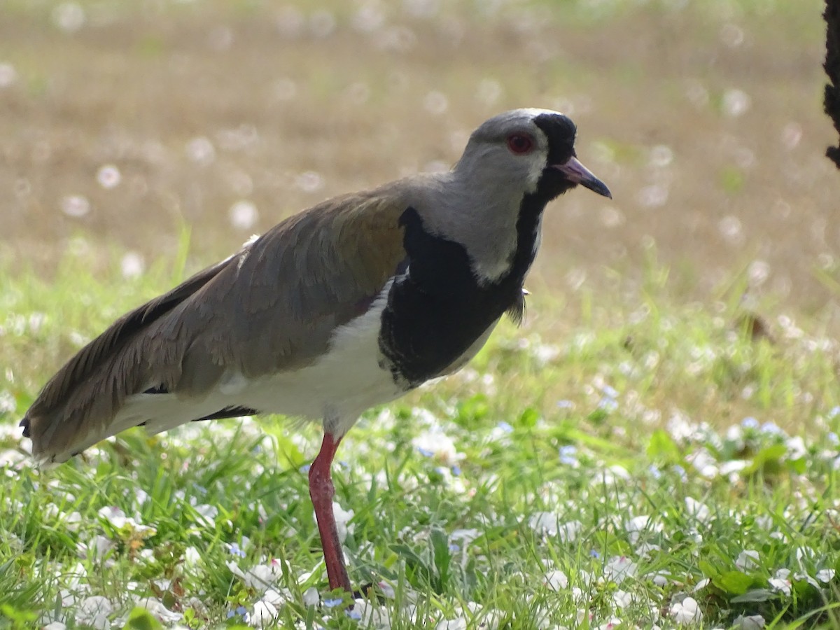 Southern Lapwing - ML622630564