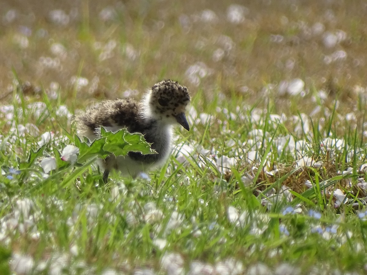 Southern Lapwing - ML622630567