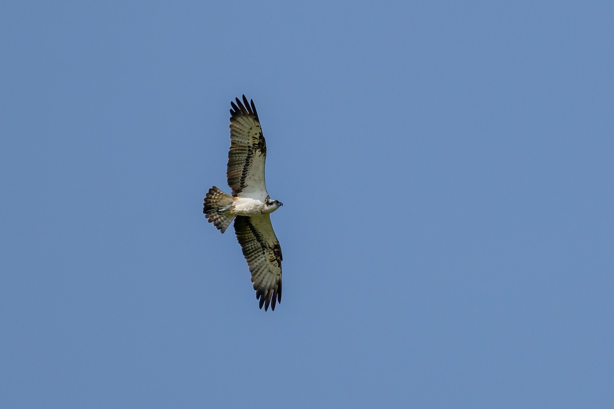 Balbuzard pêcheur - ML622630579