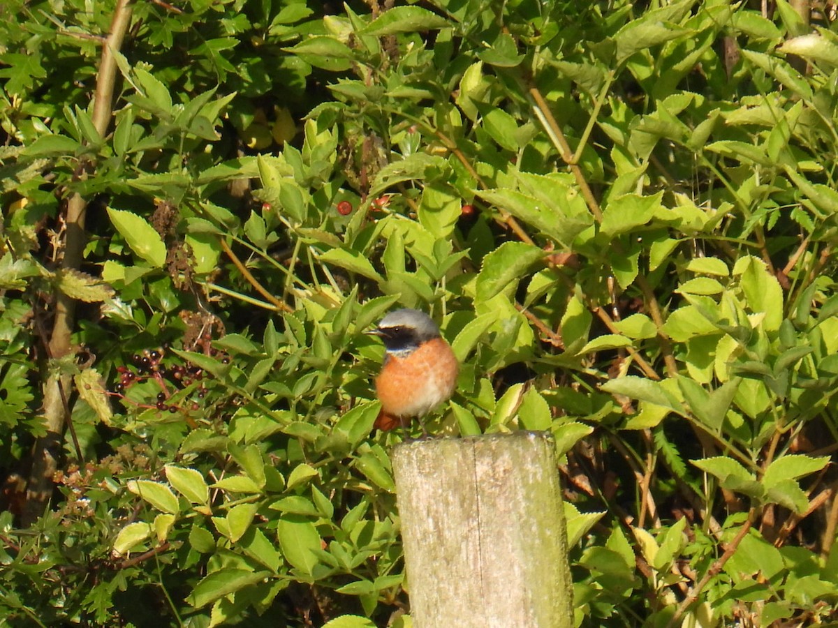 Rougequeue à front blanc - ML622630582