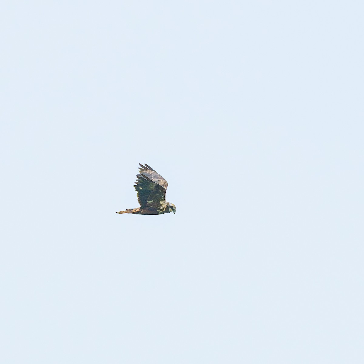 Western Marsh Harrier - Sonu Lukose