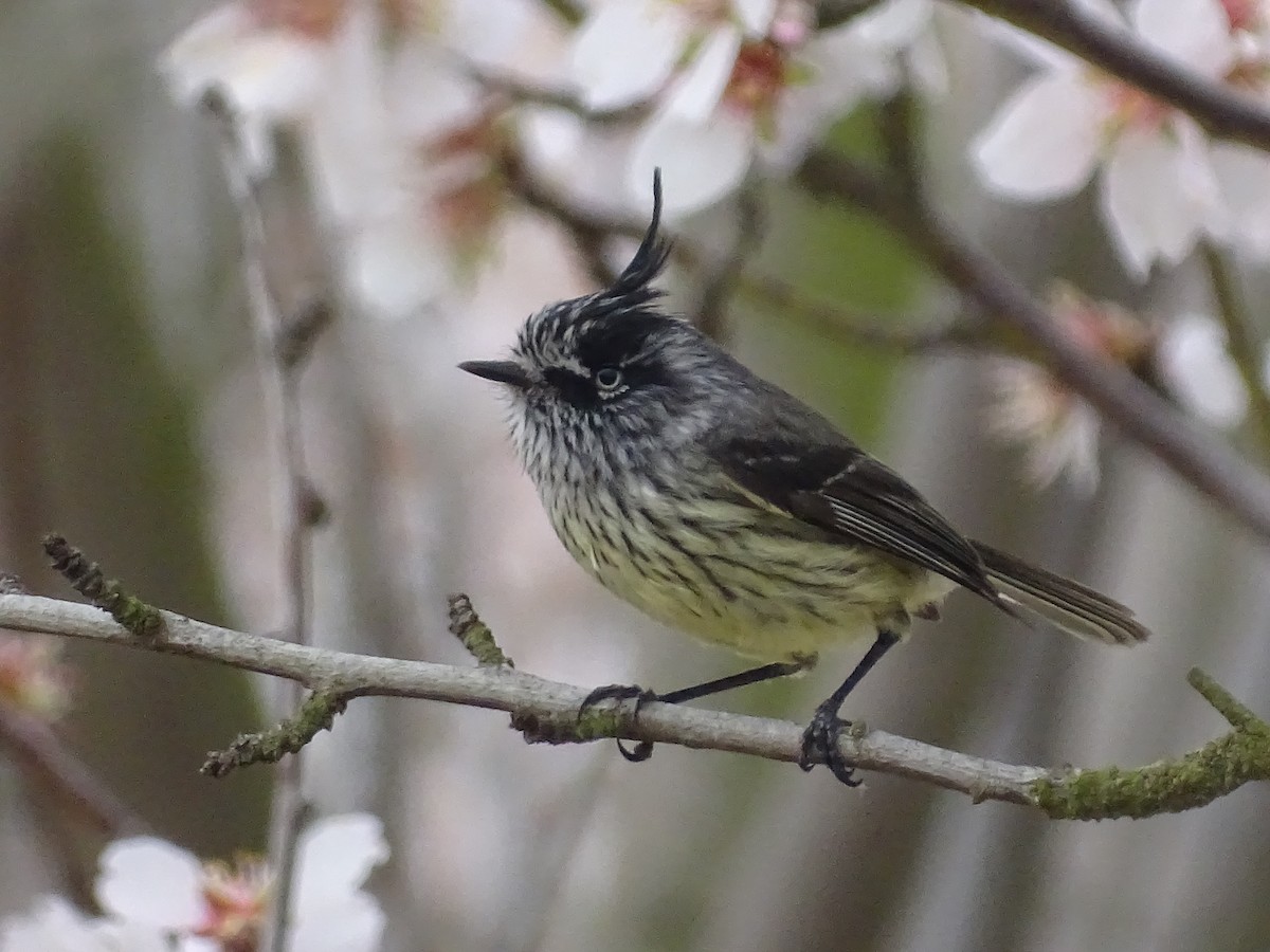 Tufted Tit-Tyrant - ML622630614