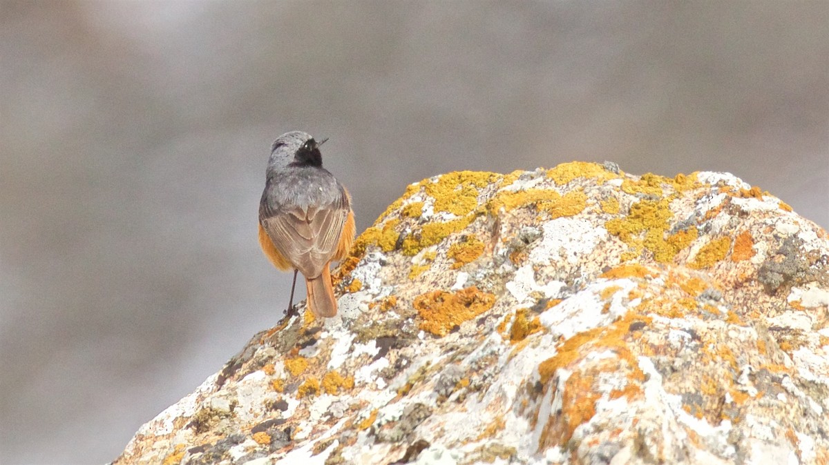 Black Redstart - ML622630638