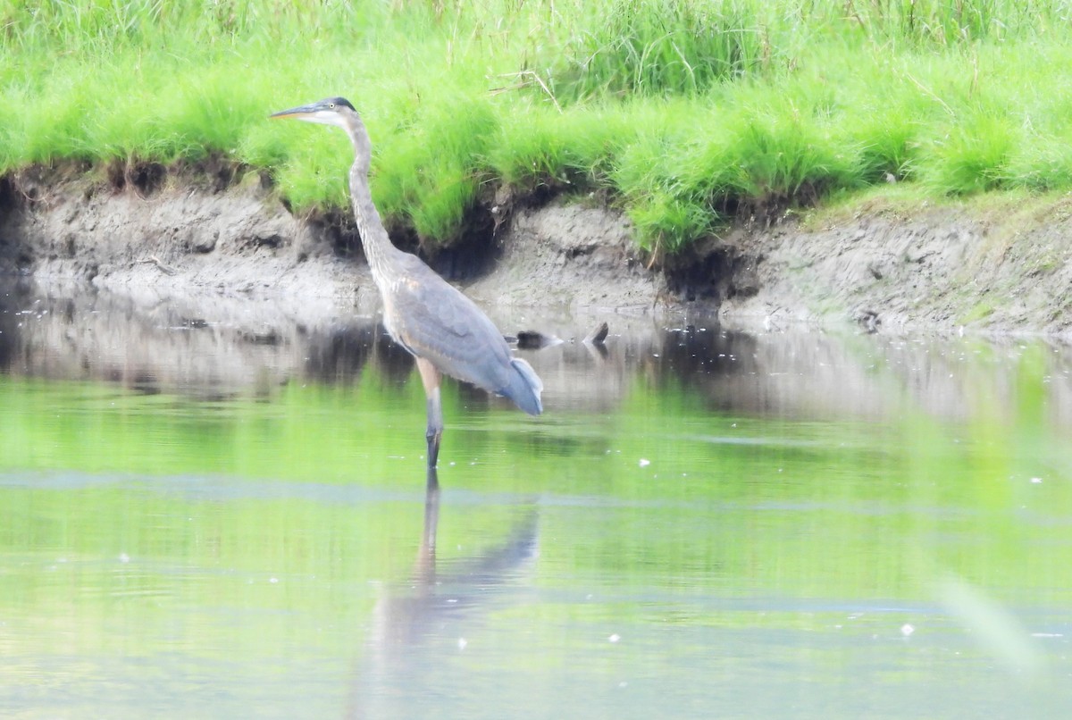 Great Blue Heron - ML622630651