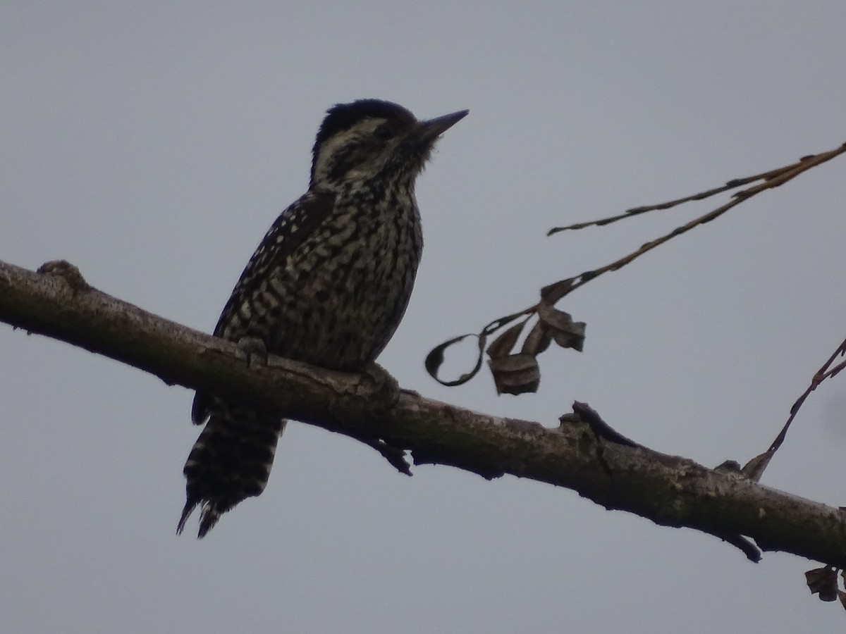 Striped Woodpecker - José Ignacio Catalán Ruiz