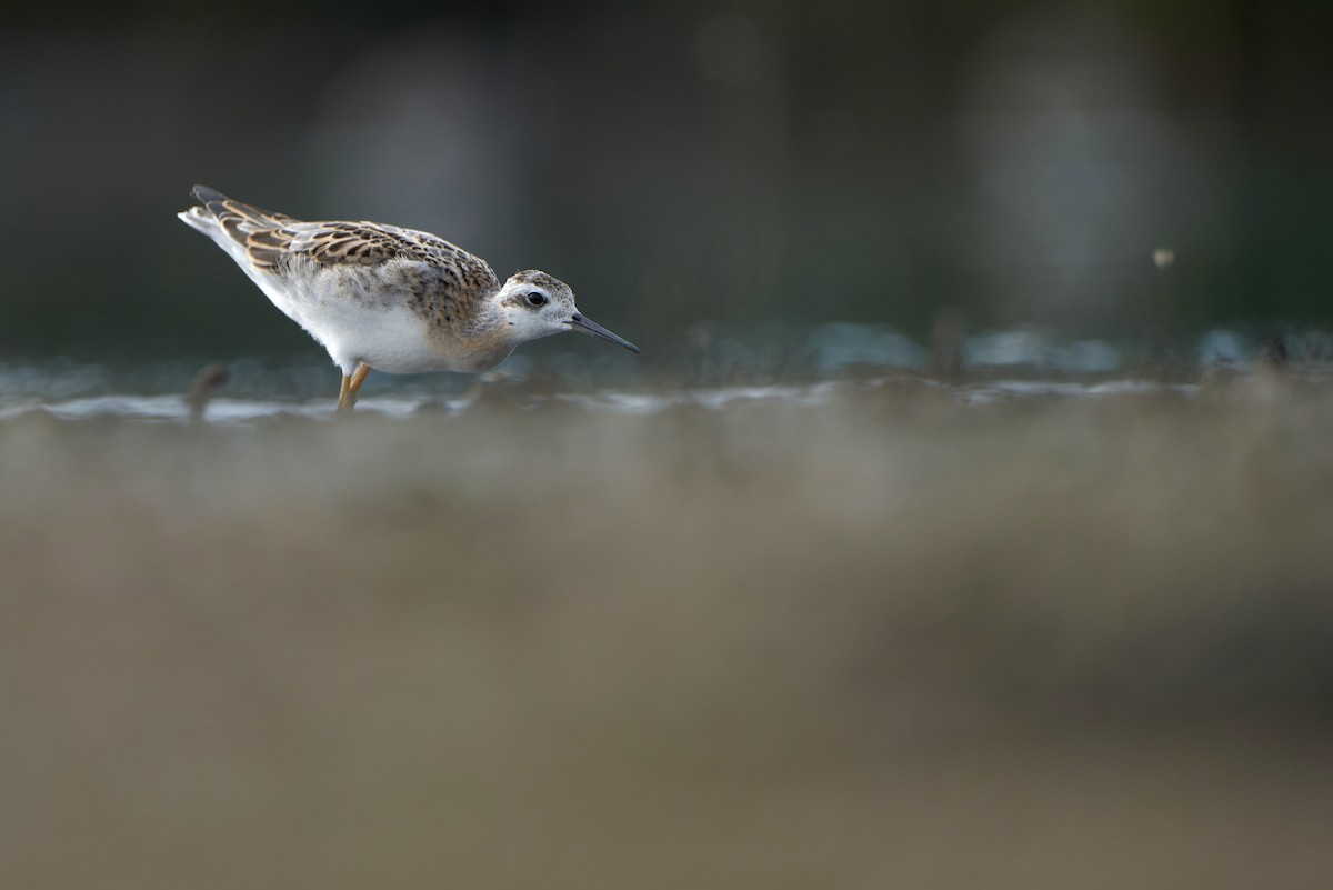 Wilson's Phalarope - ML622630679