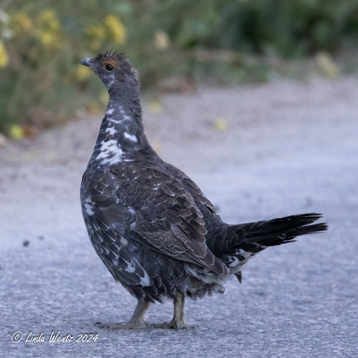 Dusky Grouse - ML622630716