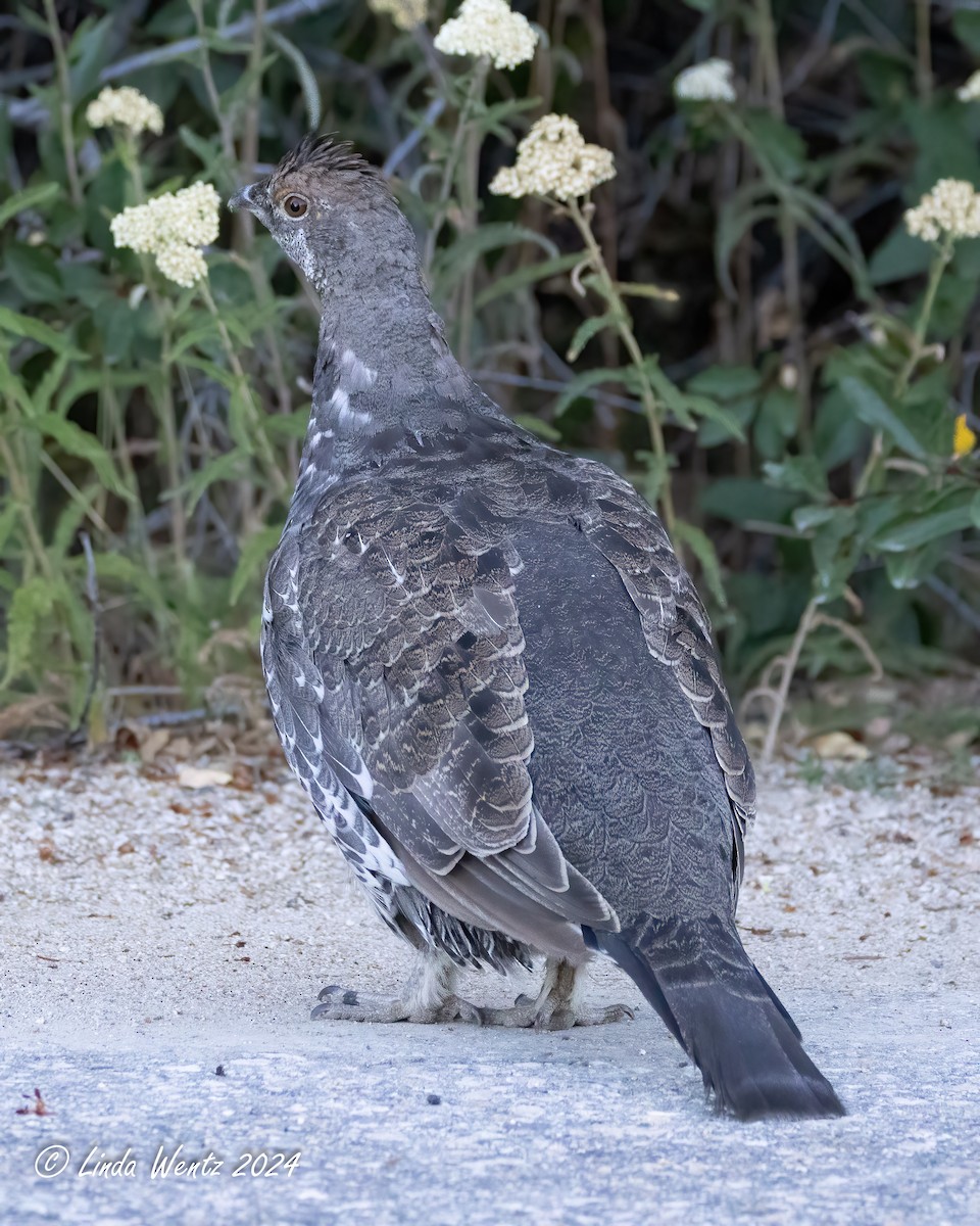 Dusky Grouse - ML622630718